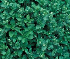 Attēlu rezultāti vaicājumam “Comatricha ellae stalked”