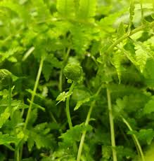 Attēlu rezultāti vaicājumam “Matteuccia struthiopteris”