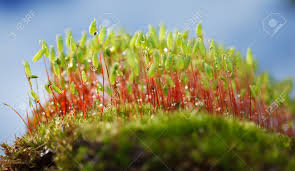 Attēlu rezultāti vaicājumam “Pohlia nutans sporophyte”