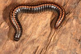 Attēlu rezultāti vaicājumam “Myriapoda”