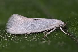 Attēlu rezultāti vaicājumam “Elachista argentella”