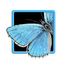 Attēlu rezultāti vaicājumam “Boloria eunomia underside”