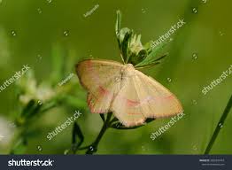 Attēlu rezultāti vaicājumam “Rhodostrophia vibicaria”