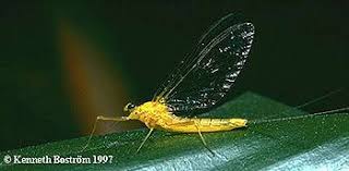 Attēlu rezultāti vaicājumam “Heptagenia sulphurea female”