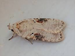 Attēlu rezultāti vaicājumam “Agonopterix alstromeriana”