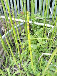 Attēlu rezultāti vaicājumam “Equisetum hyemale”