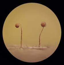 Attēlu rezultāti vaicājumam “Cribraria microcarpa”