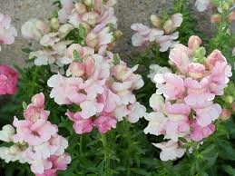 Attēlu rezultāti vaicājumam “Antirrhinum majus”