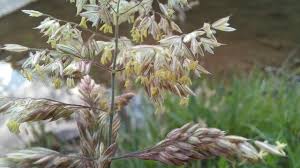 Attēlu rezultāti vaicājumam “Holcus lanatus  flower”