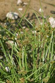 Attēlu rezultāti vaicājumam “Cyperus fuscus fruit”