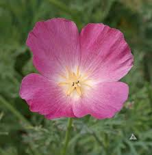Attēlu rezultāti vaicājumam “Eschscholzia californica flower”