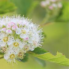 Attēlu rezultāti vaicājumam “Viburnum lantana  flower”