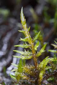 Attēlu rezultāti vaicājumam “Calliergonella cuspidata”