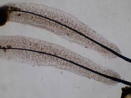 Attēlu rezultāti vaicājumam “Stemonitis axifera var. smithii macro”