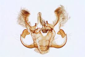 Attēlu rezultāti vaicājumam “Horisme vitalbata”