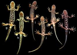 Attēlu rezultāti vaicājumam “Triturus vulgaris female”