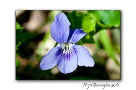 Attēlu rezultāti vaicājumam “Viola riviniana flower”