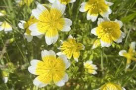 Attēlu rezultāti vaicājumam “Hydrophyllaceae”