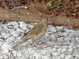 Attēlu rezultāti vaicājumam “Turdus philomelos adult”