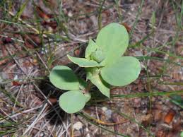 Attēlu rezultāti vaicājumam “Lathyrus japonicus subsp. maritimus”