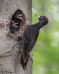 Attēlu rezultāti vaicājumam “Dryocopus martius”