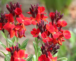 Image result for Cheiranthus cheiri