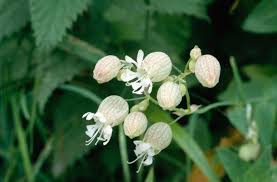 Image result for Silene vulgaris