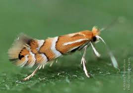 Attēlu rezultāti vaicājumam “Phyllonorycter apparella”