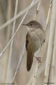 Image result for Locustella luscinioides