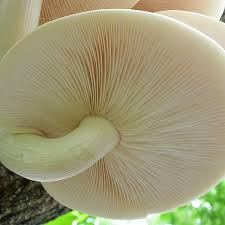 Attēlu rezultāti vaicājumam “Hypsizygus ulmarius”