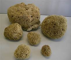 Attēlu rezultāti vaicājumam “Spongia”