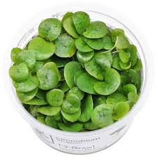 Attēlu rezultāti vaicājumam “Najas tenuissima leaf”