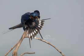Attēlu rezultāti vaicājumam “Hirundo rustica adult”