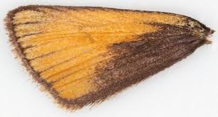 Attēlu rezultāti vaicājumam “Thymelicus lineola underside”