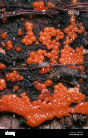 Attēlu rezultāti vaicājumam “Hemitrichia decipiens stalked”