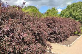 Attēlu rezultāti vaicājumam “Physocarpus opulifolius”