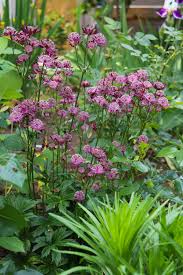 Attēlu rezultāti vaicājumam “Astrantia major”
