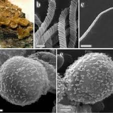 Attēlu rezultāti vaicājumam “Trichia crateriformis macro”