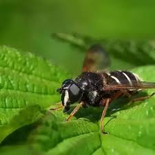 Attēlu rezultāti vaicājumam “Sericomyia lappona”