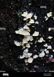 Attēlu rezultāti vaicājumam “Flaviporus citrinellus”