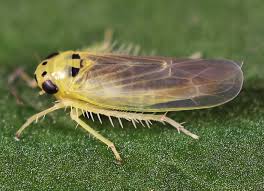 Attēlu rezultāti vaicājumam “Macrosteles sp.”