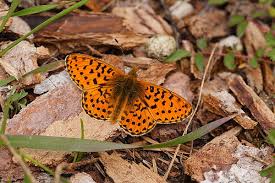 Attēlu rezultāti vaicājumam “Clossiana selene upperside”