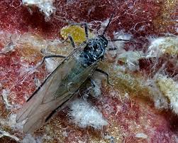 Attēlu rezultāti vaicājumam “Thecabius affinis”