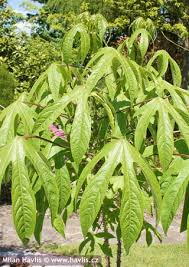 Attēlu rezultāti vaicājumam “Kalopanax septemlobus fruit”