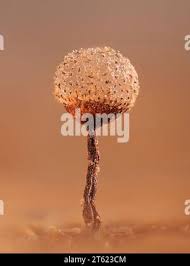 Attēlu rezultāti vaicājumam “Cribraria piriformis”