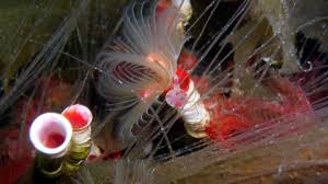 Attēlu rezultāti vaicājumam “Serpoleskea subtilis”