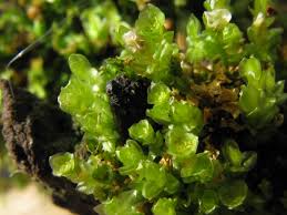 Attēlu rezultāti vaicājumam “Tetraphis pellucida”