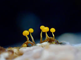 Attēlu rezultāti vaicājumam “Physarum alexandrowiczii”