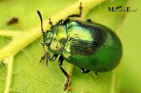 Attēlu rezultāti vaicājumam “Linaeidea aenea”