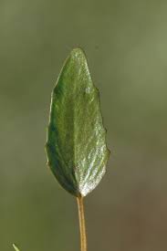 Attēlu rezultāti vaicājumam “Ranunculus elatior leaf”